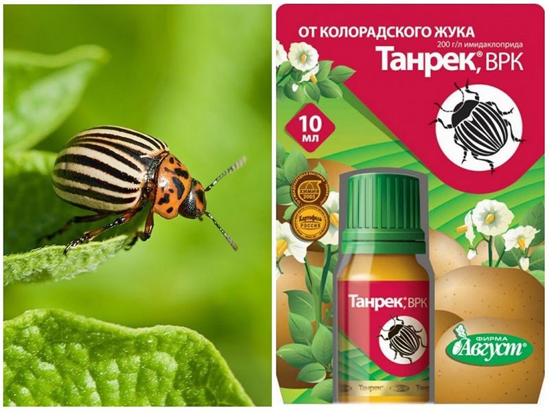 Instrucciones de uso de la droga Tanrek contra el escarabajo.