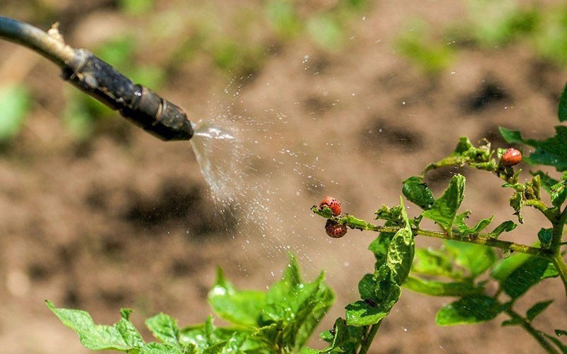 tratamiento insecticida de patatas