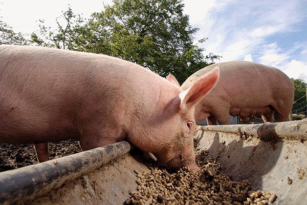 utilisation du Tétramisole pour les porcs