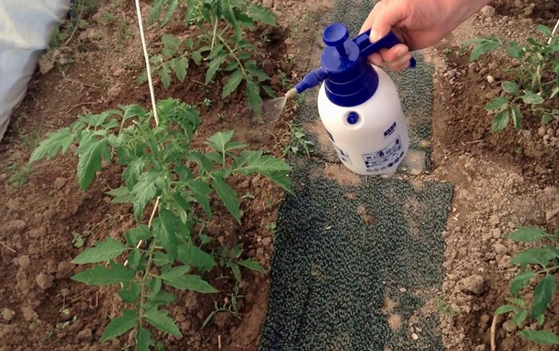 fertilizar tomates