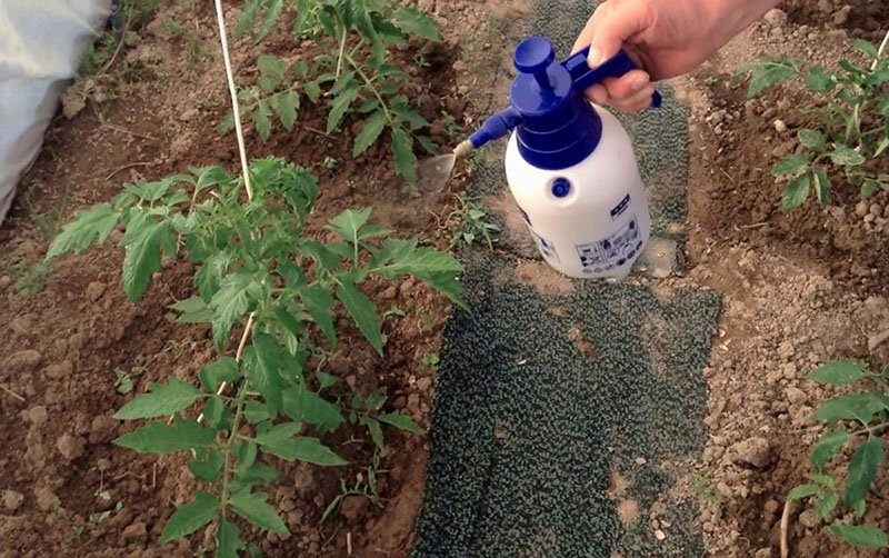 fertiliser les tomates