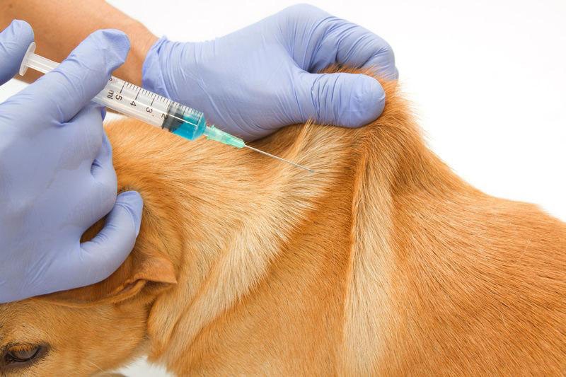 injection catosale sur un chien