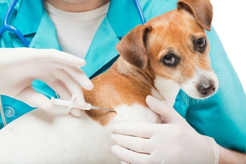 renforcer le système immunitaire du chien