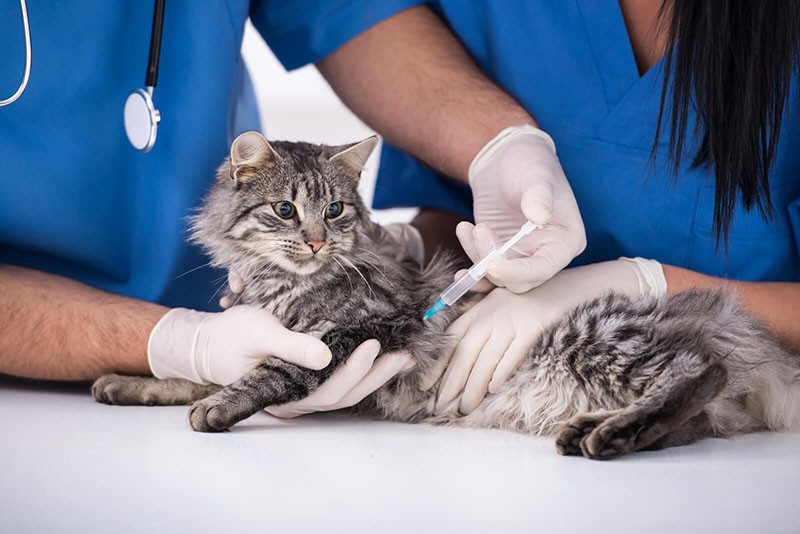 aider le chat