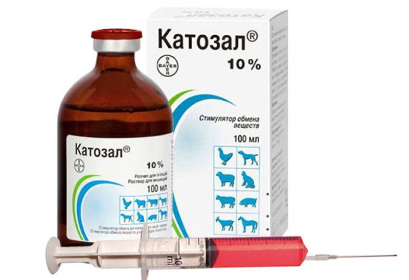 dosage du médicament pour les animaux