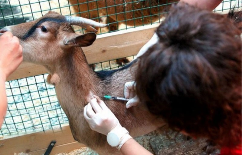 tratamiento de cabras