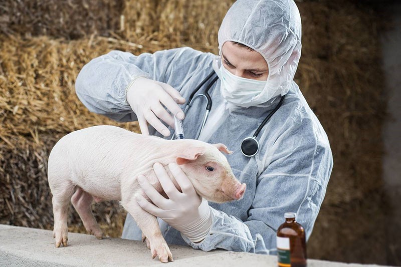 injection katosale du porc
