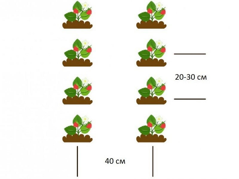 esquema de plantación de fresas