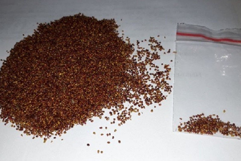 Semillas de fresa