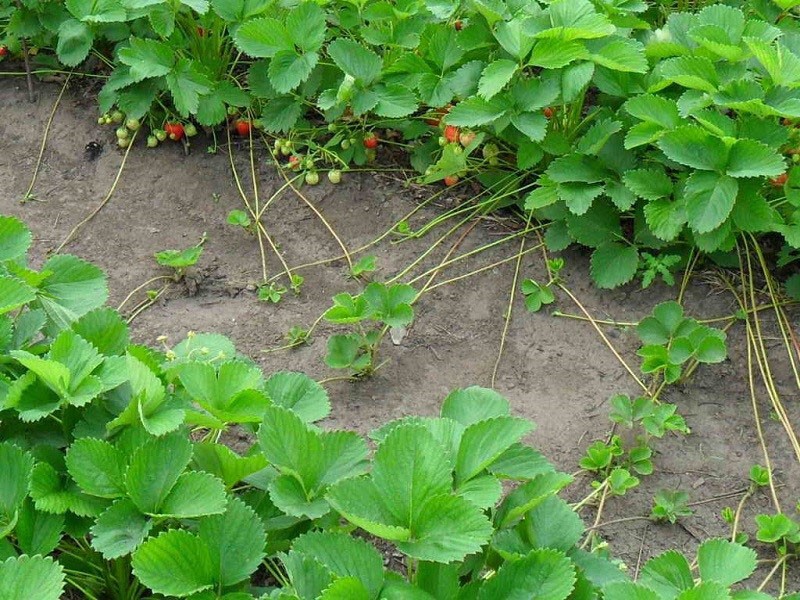 Fresas Mara de Bois de rosetas