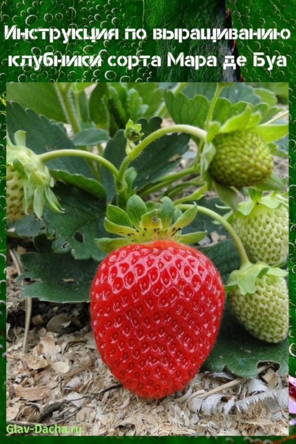Fresas Mara de Bois