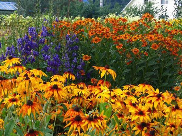 aconit dans le parterre de fleurs de pays