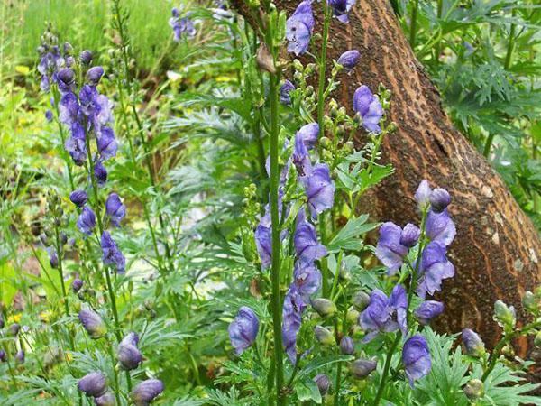 aconit dans le jardin