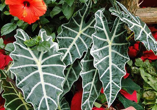 Híbrido interespecífico de alocasia