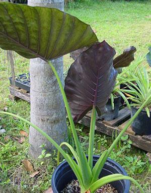 Alocasia cupredora