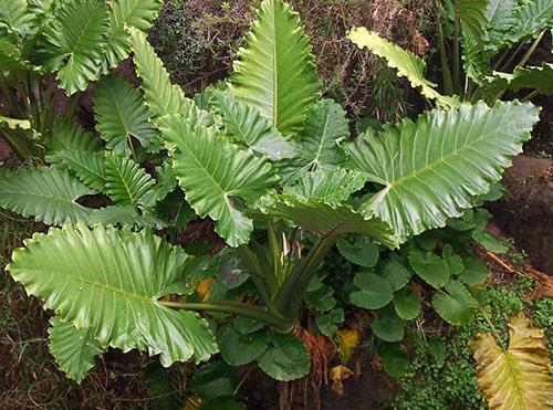 Plantes d'alocasia portora