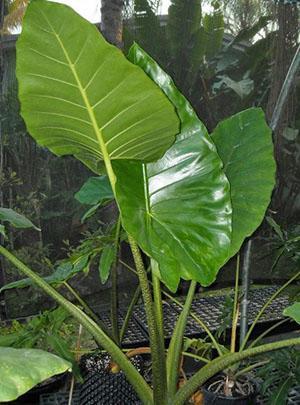 Alocasia cebra gigante