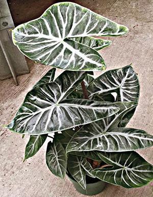 Alocasia marruecos