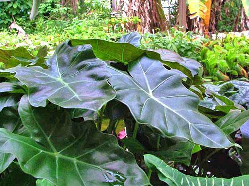 Alocasia hybride Williams