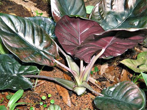 Il s'agit de la variété d'alocasia infernalis 