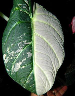 Alocasia Maharani Variegata