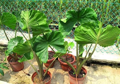 Alocasia 