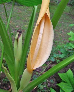 Alocasia en fleurs