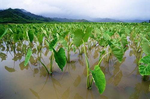 Plantación de alocasia