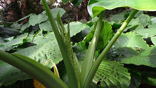 Alocasia en estado salvaje