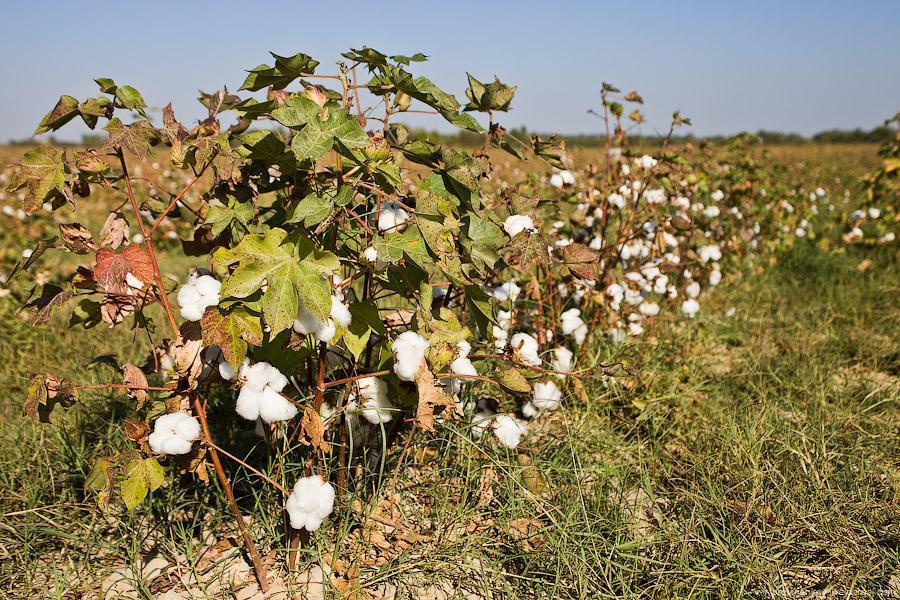 buisson de coton