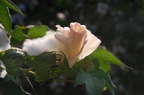 flor de algodon