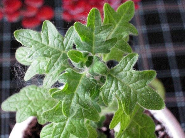 plectranthus à feuilles de chêne