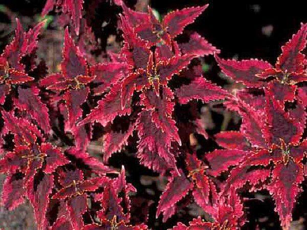 plectranthus à feuillage rouge
