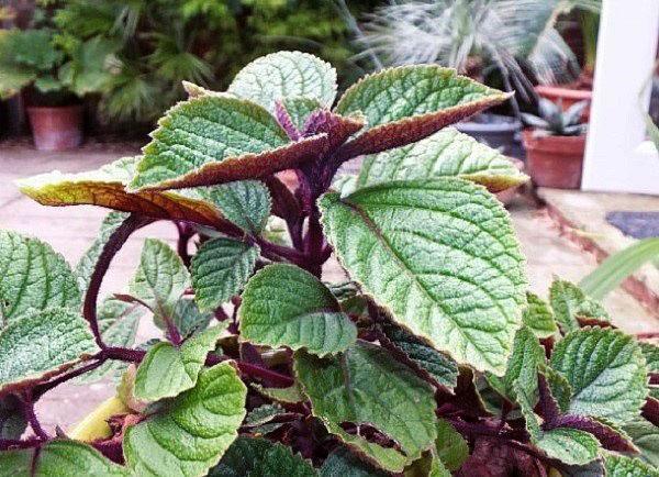 plectranthus décoratif