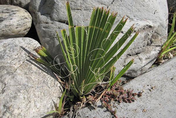 Washingtonia en la naturaleza