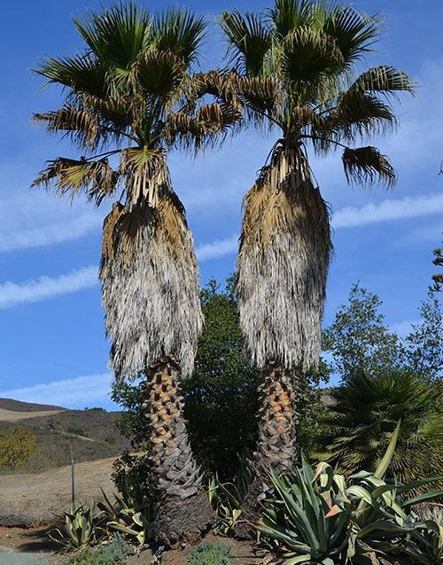 Washingtonia vieja