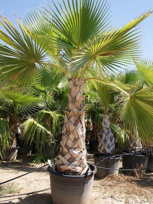 Washingtonia en maceta