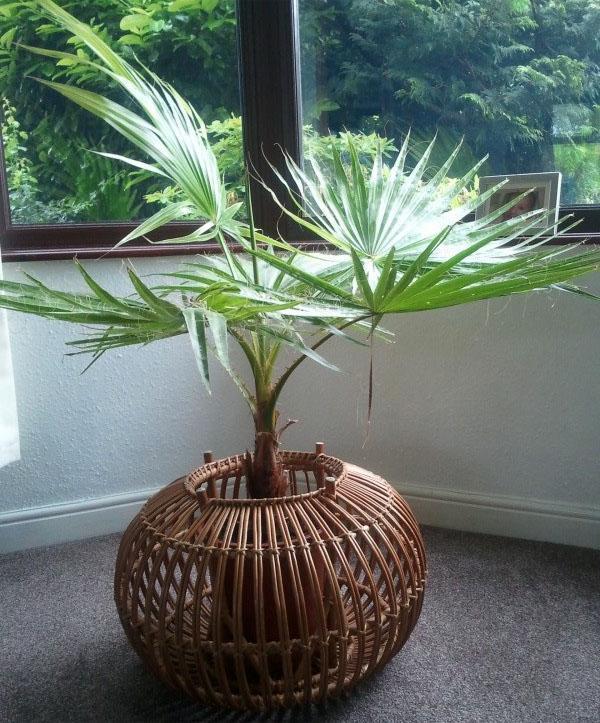 washingtonia en el apartamento