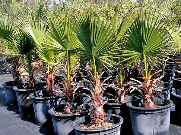 Washingtonia en el vivero