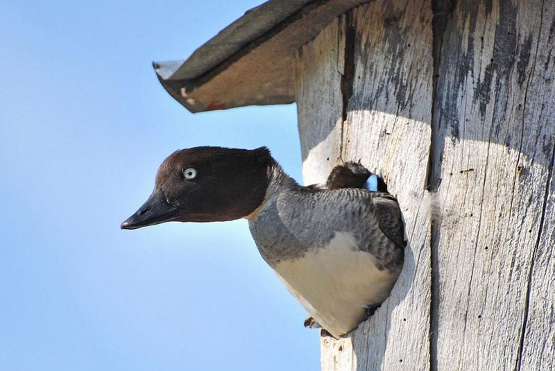 canard gogol dans un nichoir artificiel