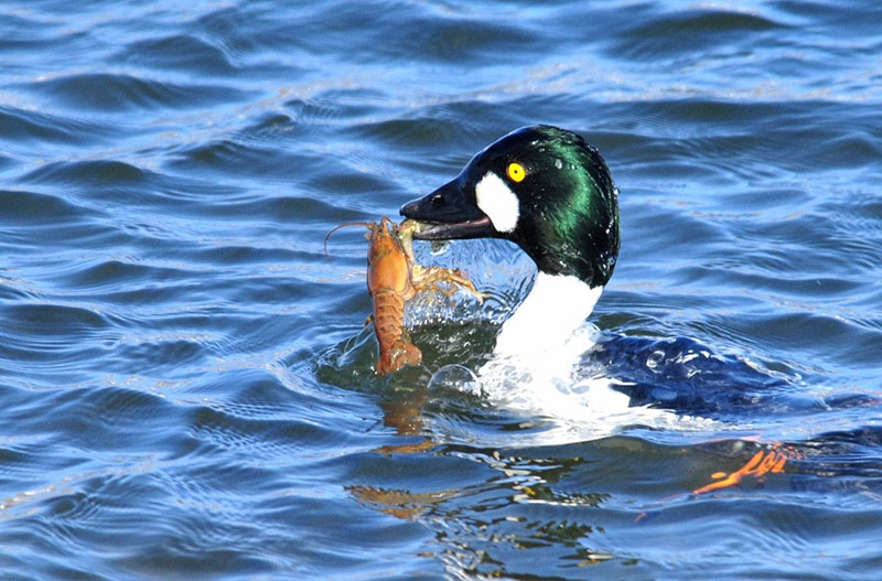 Dieta del pato de Gogol