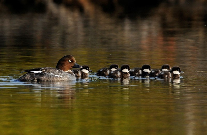 famille de canard sur l'étang