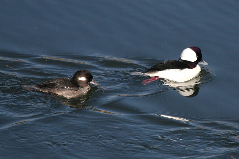 canard gogol petit