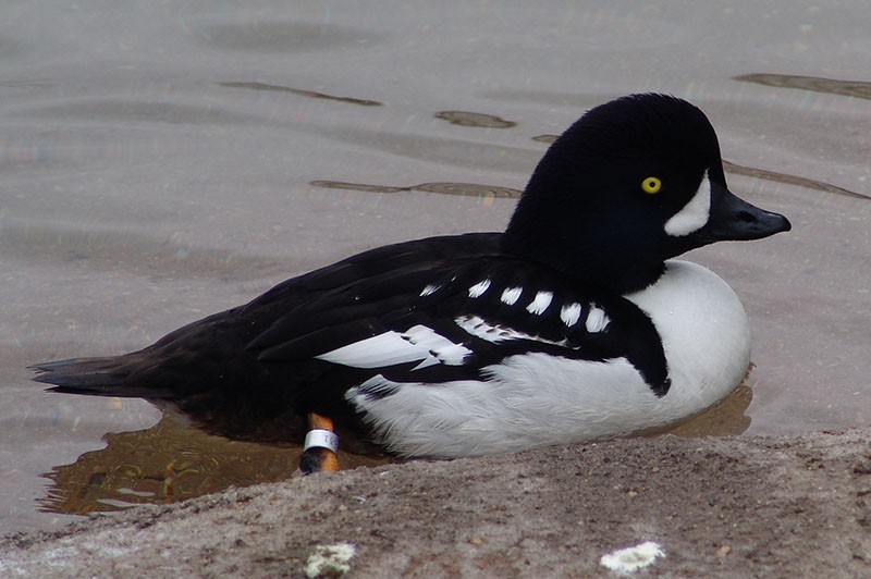 canard gogol islandais