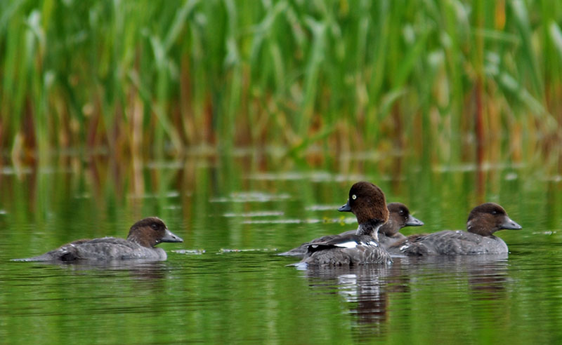 habitat de canard gogol