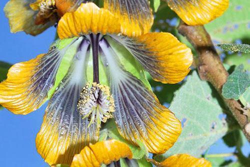 Floraison d'un des types d'abutilon