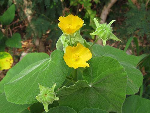 Abutilon Théophraste