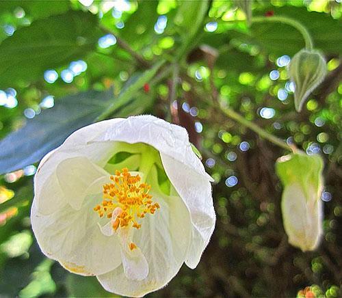 Abutilon se considera un agente antimicrobiano, antipalúdico, analgésico y antiinflamatorio natural.