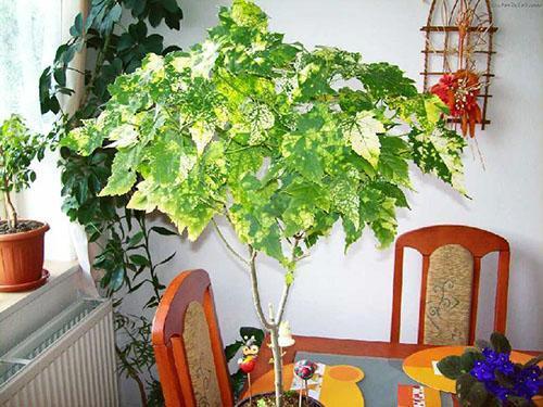 Abutilon decorará cualquier estancia de tu hogar