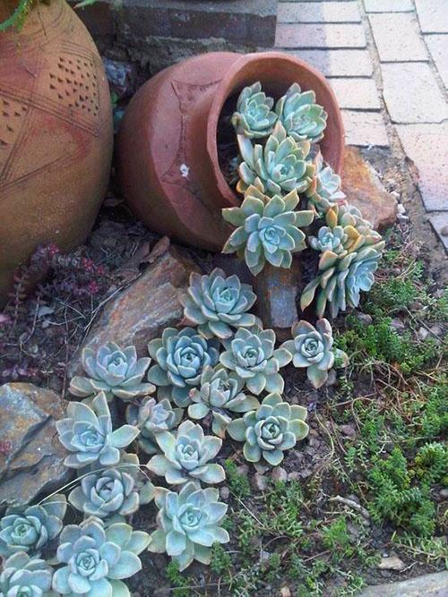 Un arroyo de flores frescas.